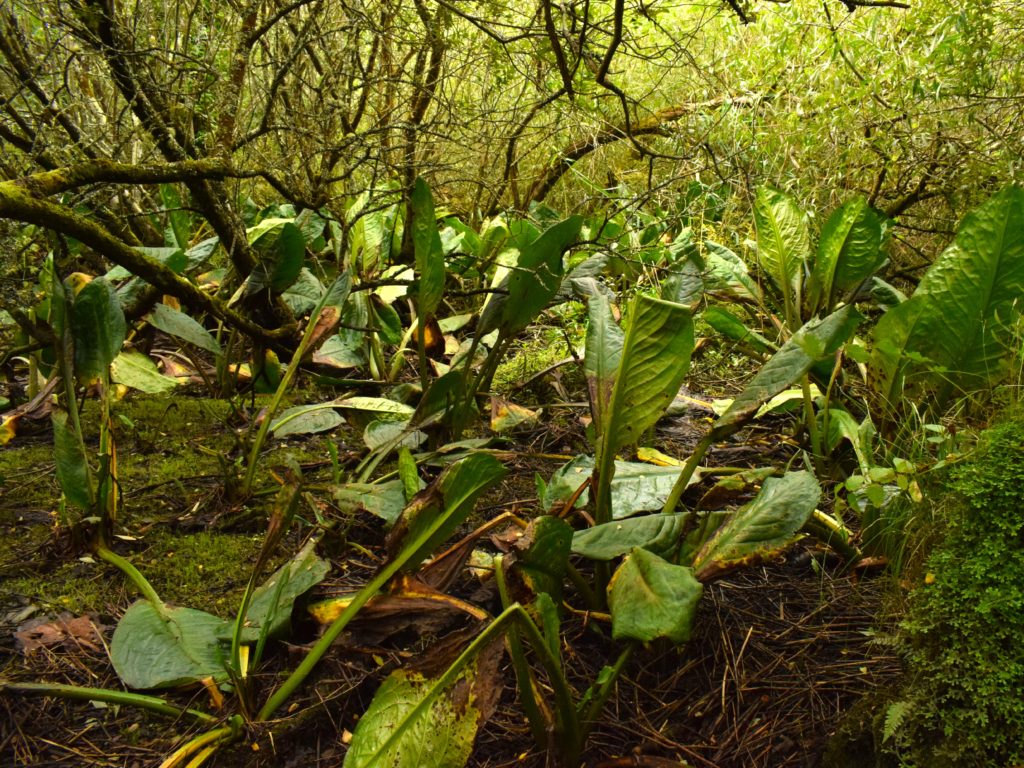 American Skunk-Cabbage in the alluvial woodland in Killorglin Town Park, Co. Kerry. Photo by Jessica Hamilton.